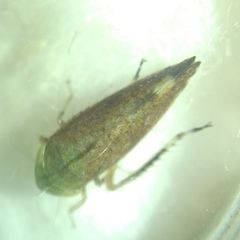 Fieberiella