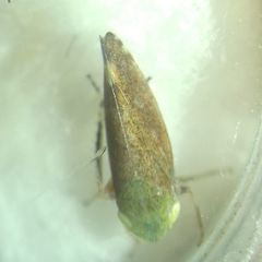 Fieberiella