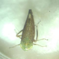 Fieberiella