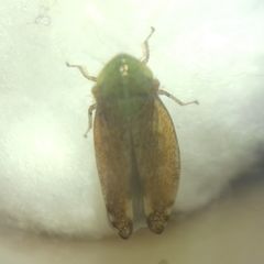 Fieberiella