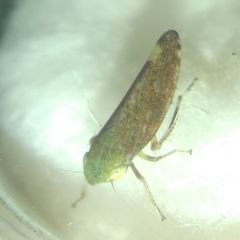 Fieberiella