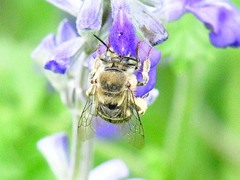 Anthophora californica