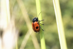 Cryptocephalus bipunctatus