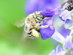 Anthophora californica