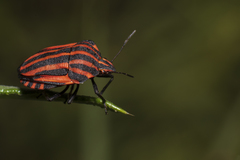 Graphosoma italicum italicum