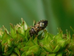 Phlegyas abbreviatus