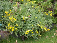 Sonchus radicatus