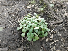 Impatiens glandulifera