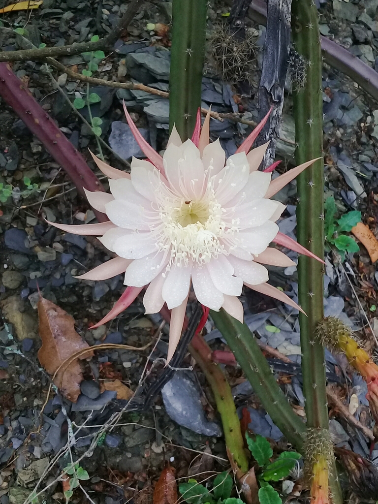vine-like moonlight cactus (Selenicereus spinulosus)  iNaturalist