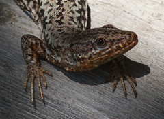 Podarcis muralis