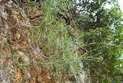 Ptilostemon chamaepeuce