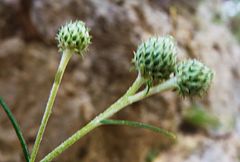 Ptilostemon chamaepeuce