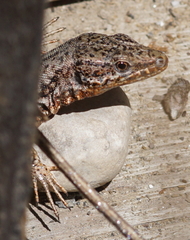 Podarcis muralis