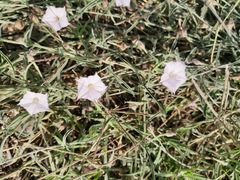 Convolvulus equitans equitans