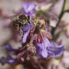 Anthophora quadrimaculata