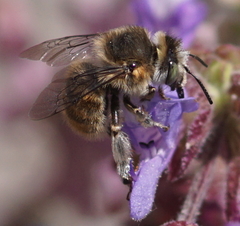 Anthophora quadrimaculata