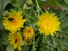 Sonchus radicatus