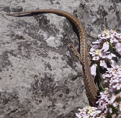 Podarcis muralis