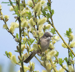 Curruca communis