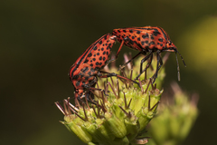 Graphosoma italicum italicum