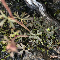 Lithophragma glabrum
