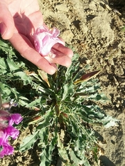 Oenothera cespitosa