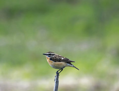 Saxicola rubetra