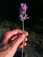 Oxytropis lambertii