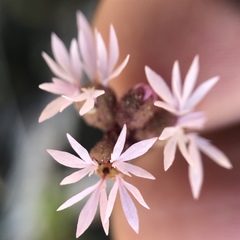 Lithophragma glabrum