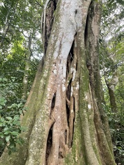 Ficus dendrocida