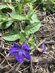 Ruellia lactea