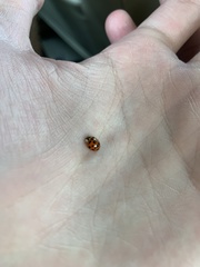 Harmonia axyridis