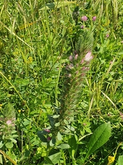 Ononis alopecuroides