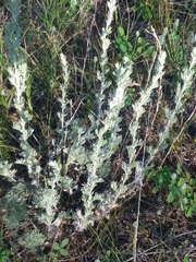 Artemisia frigida