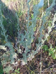 Artemisia frigida