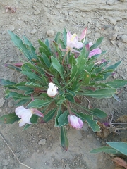 Oenothera cespitosa