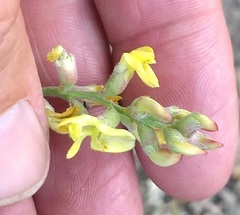 Astragalus douglasii parishii