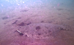 Paralichthys woolmani