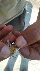 Heliastus sumichrasti