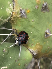 Pachycoris klugii