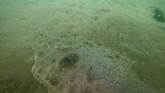 Paralichthys woolmani