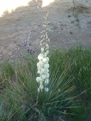 Yucca glauca