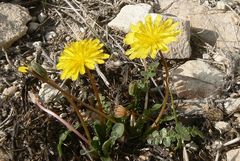 Taraxacum aphrogenes