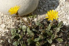 Taraxacum aphrogenes