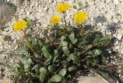 Taraxacum aphrogenes
