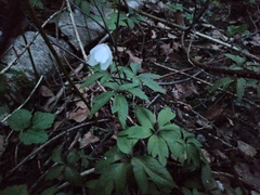 Anemonoides nemorosa