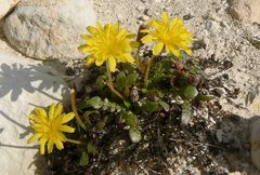 Taraxacum aphrogenes
