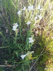 Penstemon albidus
