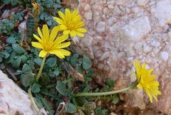Taraxacum aphrogenes