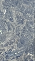 Poecilia latipinna